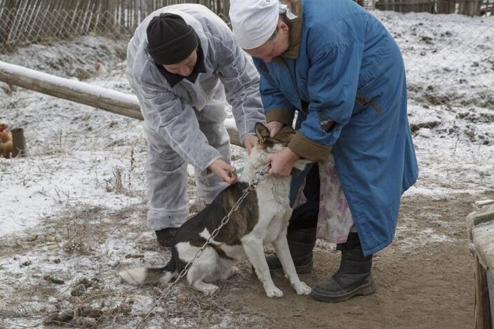 Ветеринарная служба проводит выездную вакцинацию в Раменском г.о. Новости Раменское 