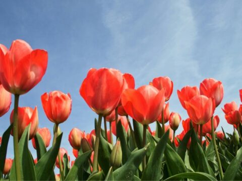 Лучшее место для фотосессии в цветущих тюльпанах находится в Быково Новости Раменское 