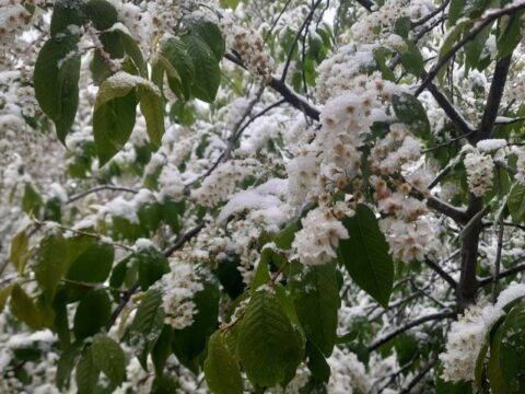 Майский снег в Раменском: распустившиеся цветы и деревья под белым покровом Новости Раменское 