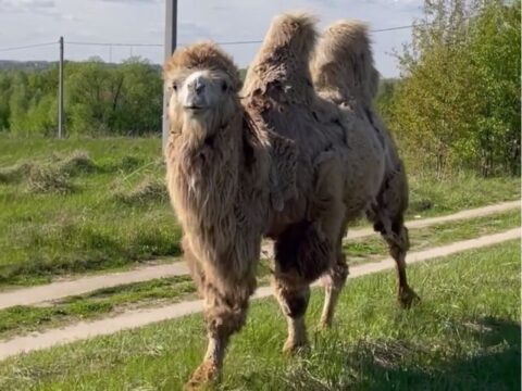 Резвящиеся на лугу верблюды попали на видео в Раменском Новости Раменское 