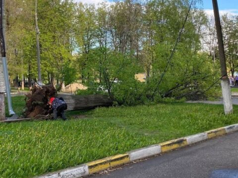 Сильный ветер стал причиной деревопада в Раменском Новости Раменское 